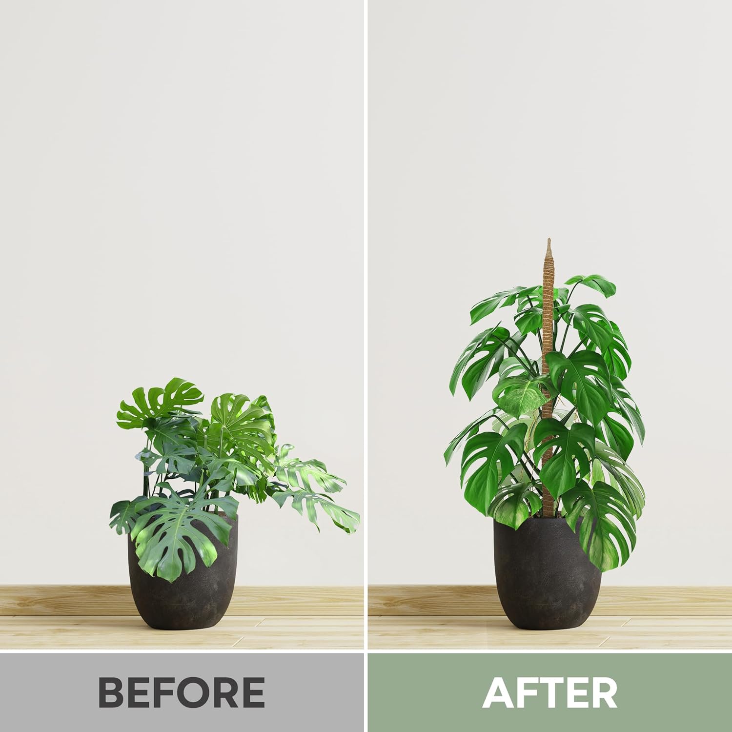 Monstera deliciosa climbing on K-Brands moss pole showing aerial root attachment and healthy growth